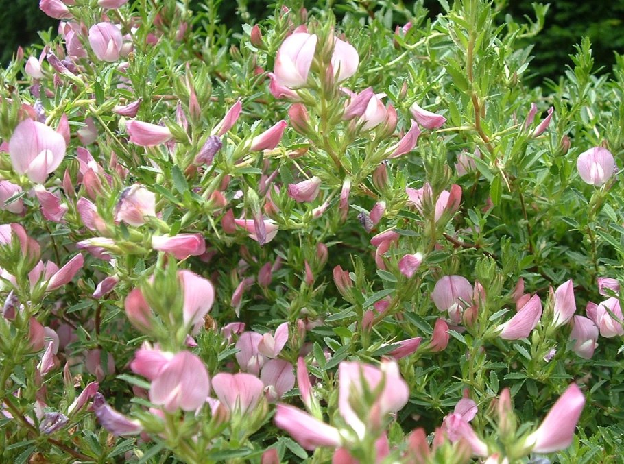 Стальник промежуточный – Ononis Intermedia c.a . Mey. Ex Rouy