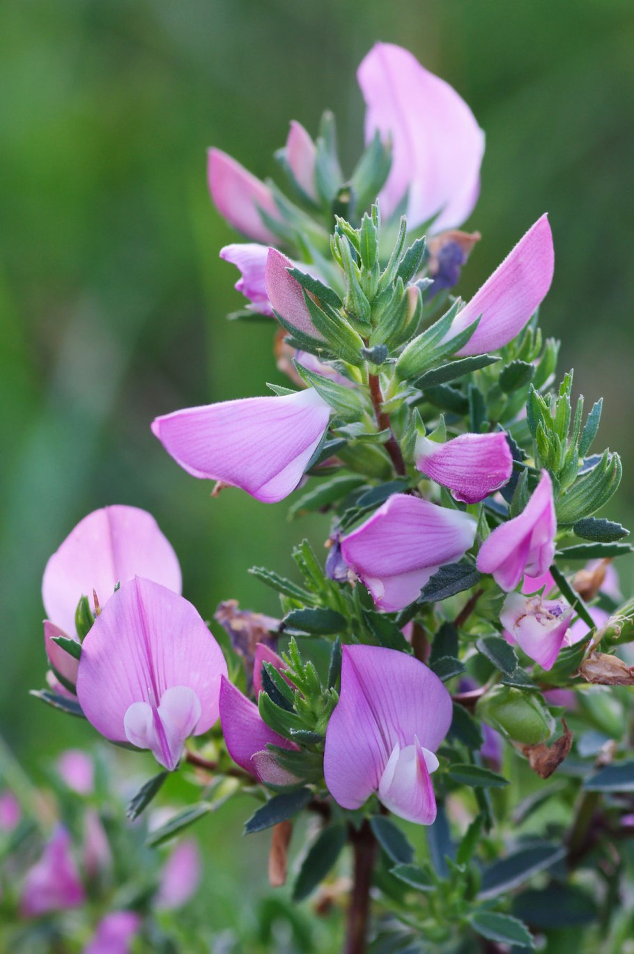 Стальник полевой корни