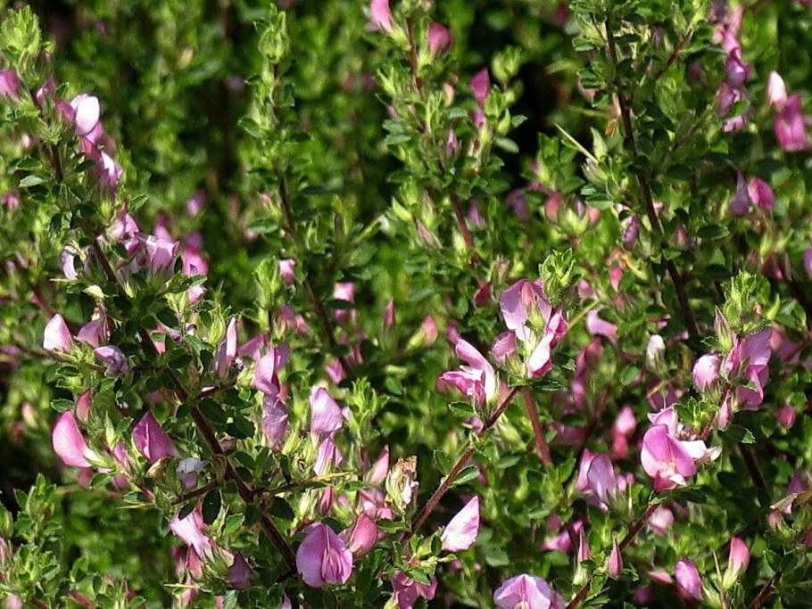 Астрагал и люцерна