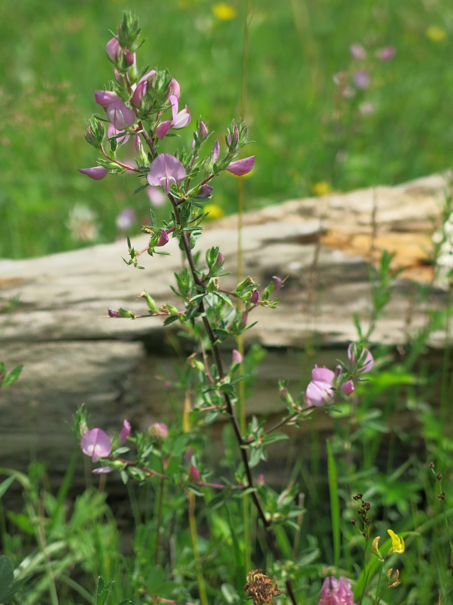 Роза "spinosa" 213426,51