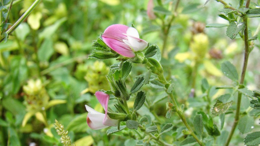 Ононис Спиноза растение фото