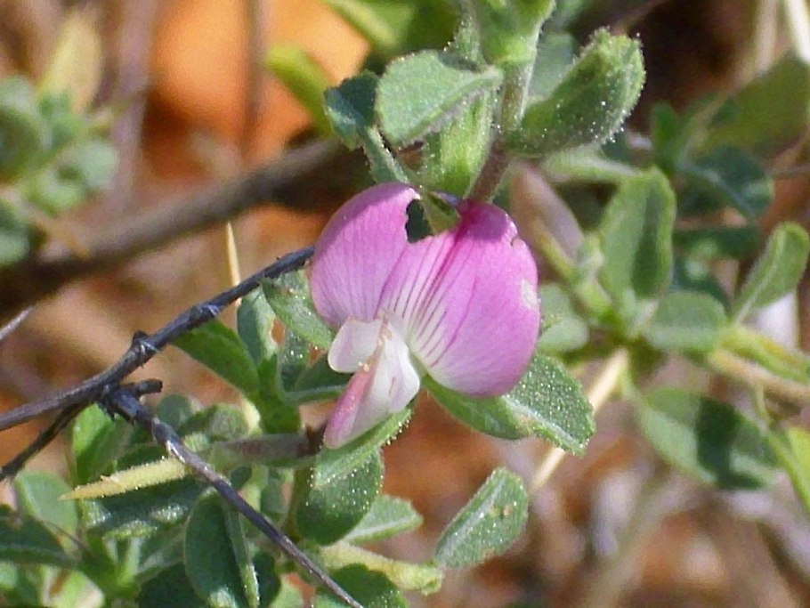 Чина посевная