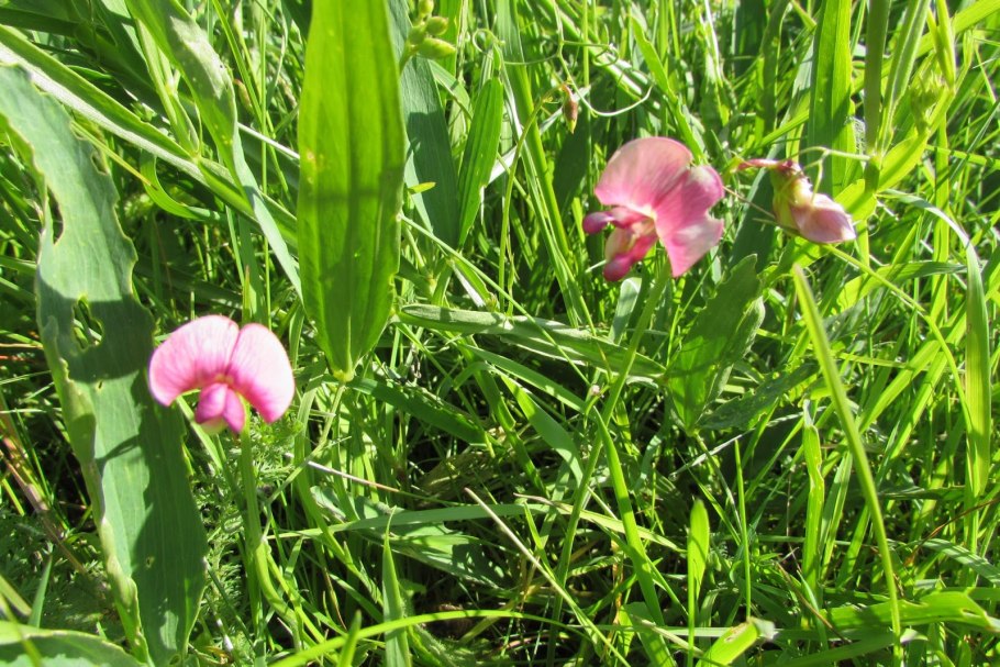Стальник полевой фото