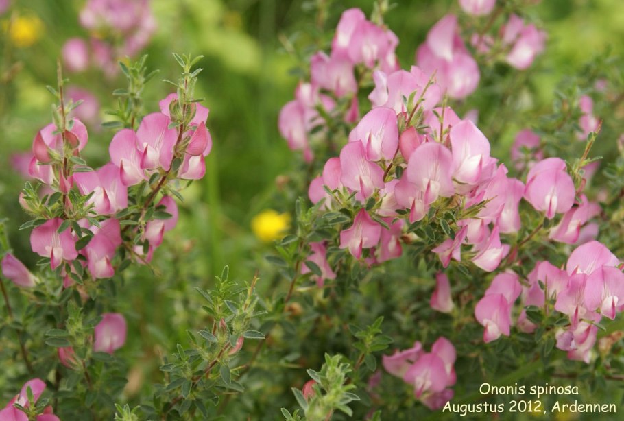 Spinosa латынь