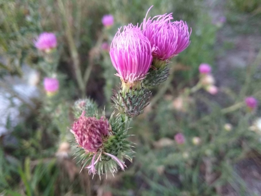 Стальник полевой Фармакогнозия