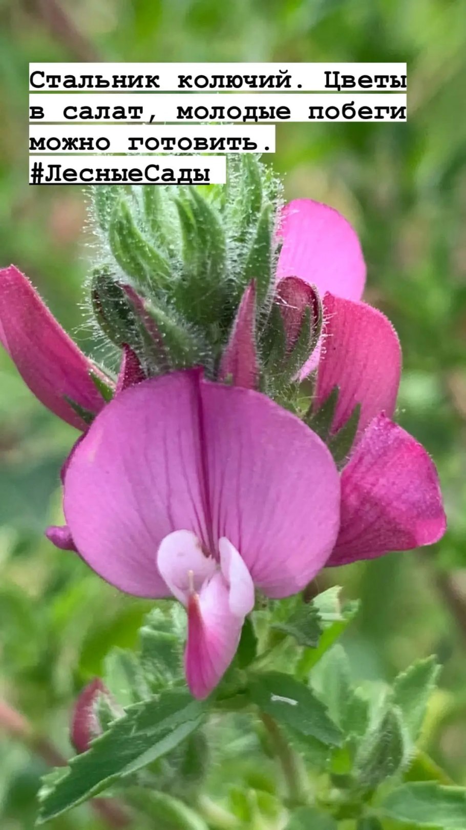 Стальник Фармакогнозия