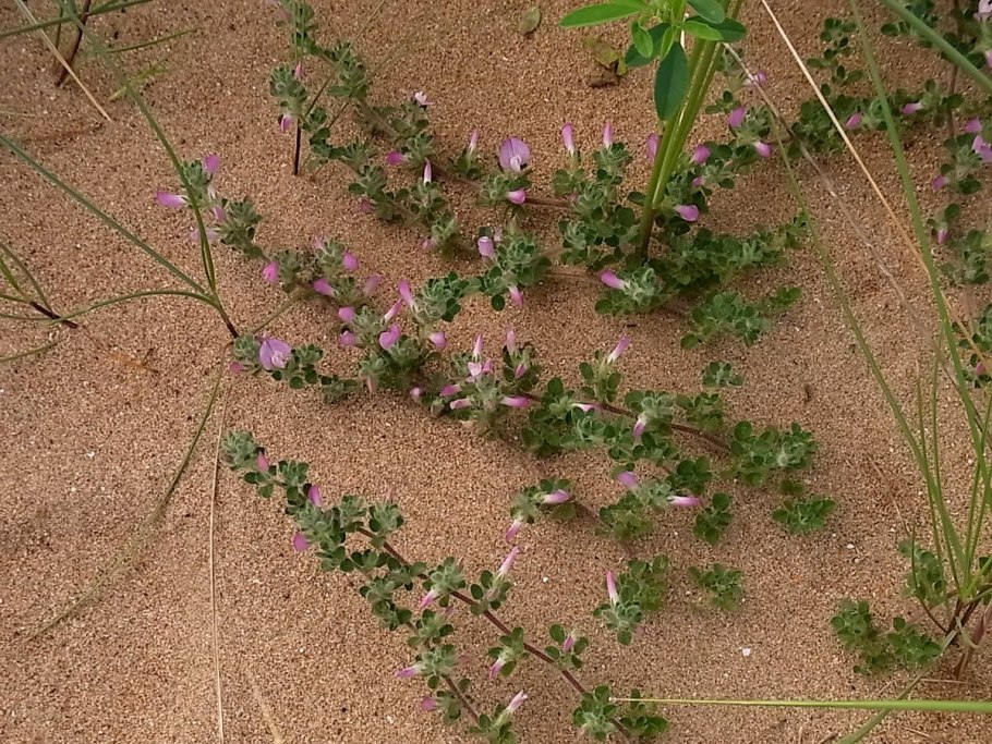 Богородская трава чабрец