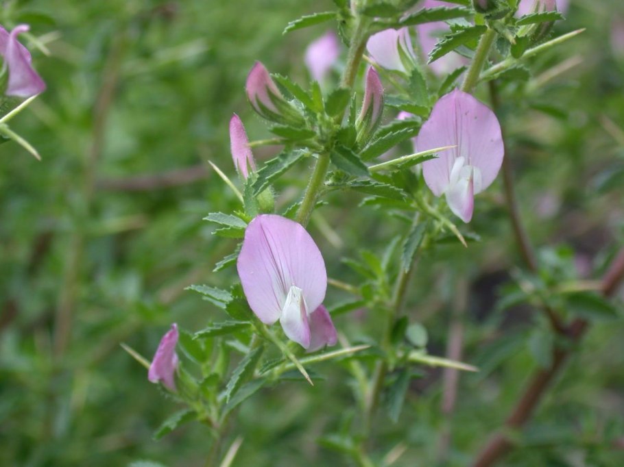 Стальник колючий (Ononis spinosa)