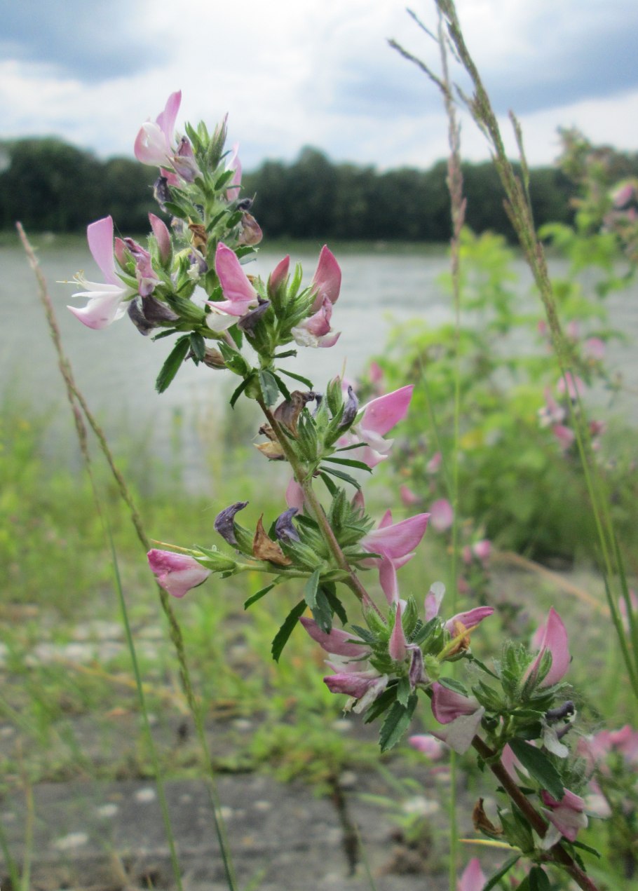 Ононис Спиноза растение фото