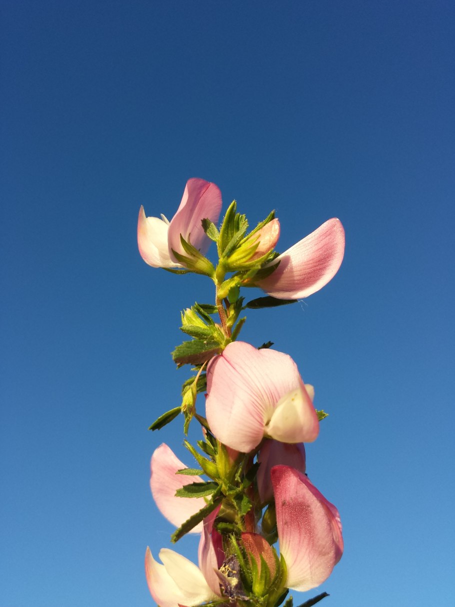 Корень подсолнечника ООО Лекра-сэт