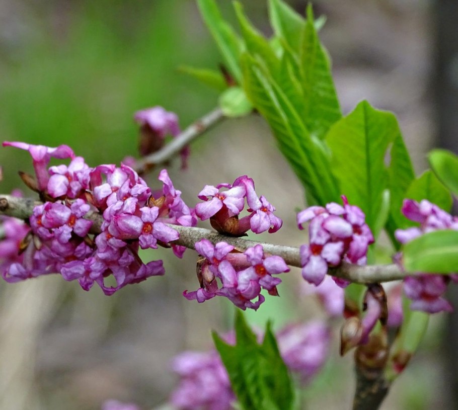Волчеягодник Крымский кустарник