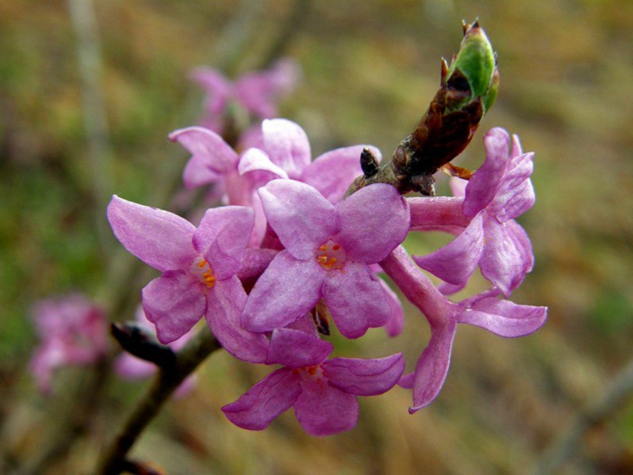 Волчье лыко Волчеягодник