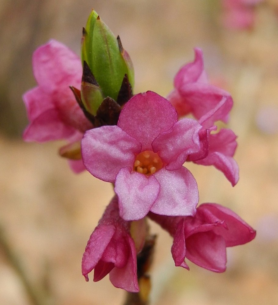 Волчье лыко Волчеягодник