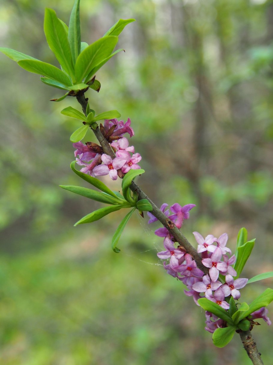Волчье лыко (Волчеягодник обыкновенный)
