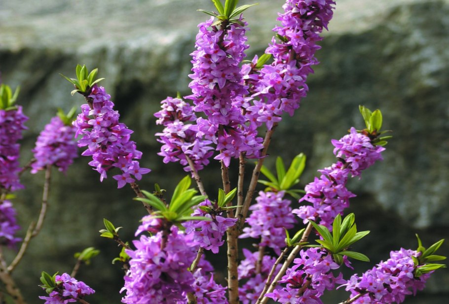 Волчеягодник обыкновенный