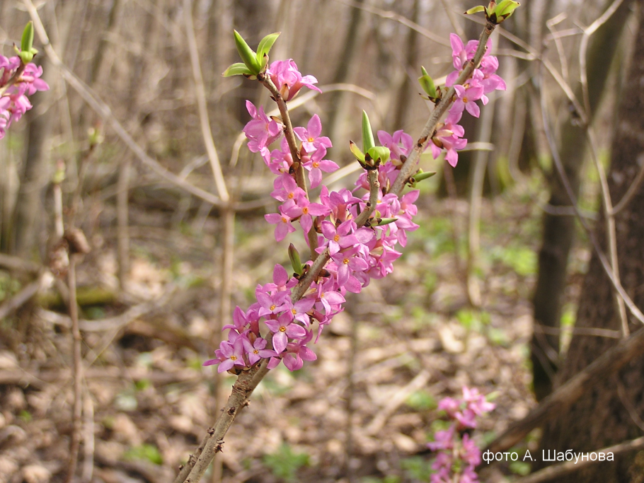 Волчеягодник обыкновенный (daphne mezereum)