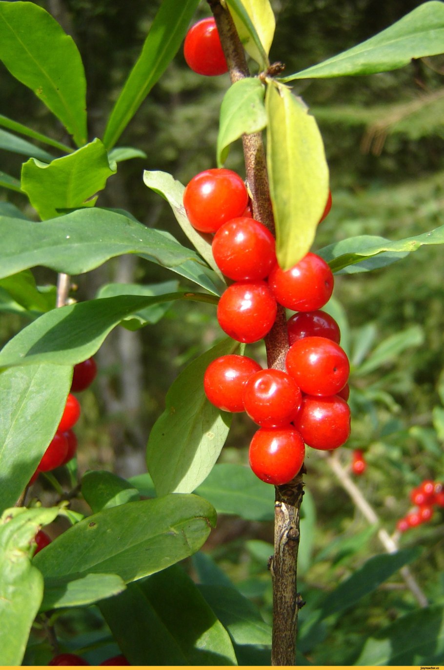 Растение волчье лыко