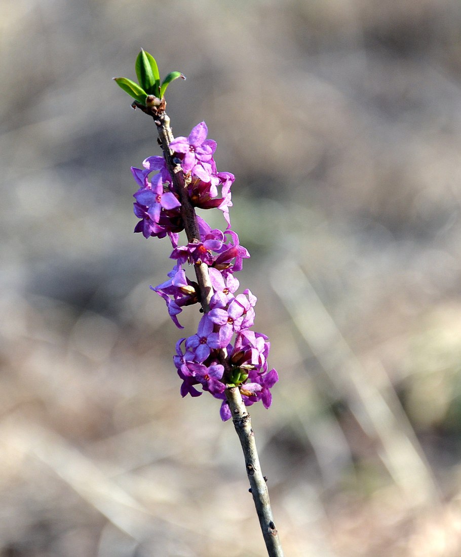 Волчье лыко