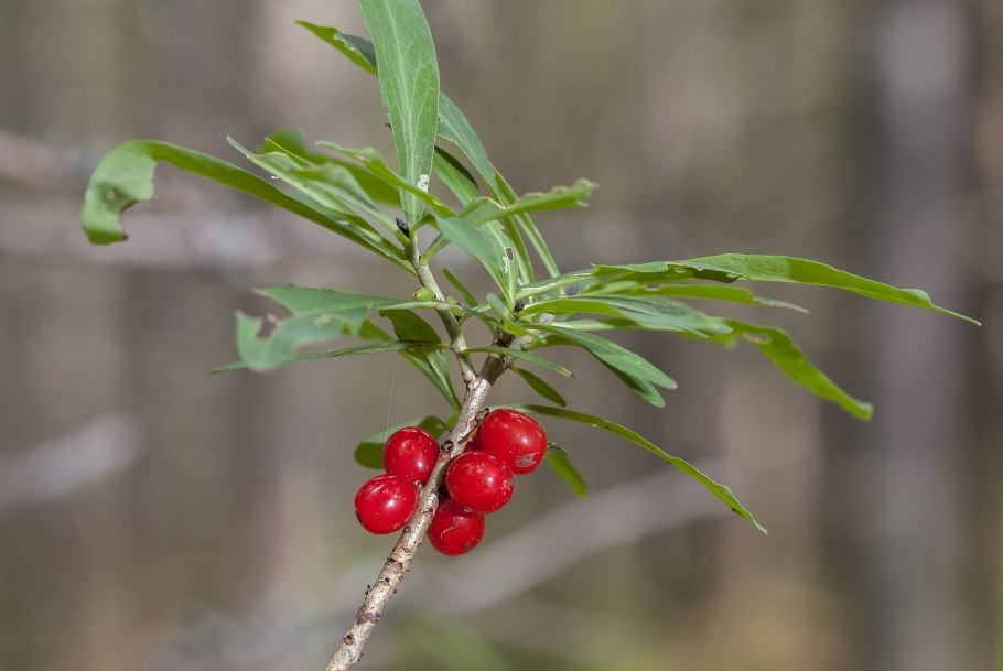 Волчеягодник Черкесский