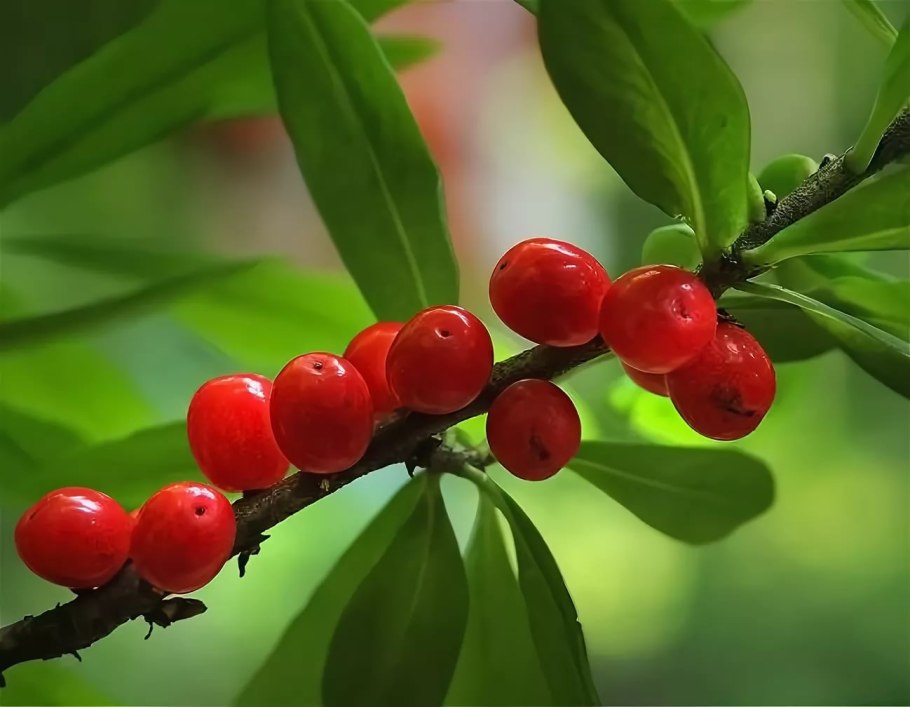 Волчье лыко (волчник обыкновенный).