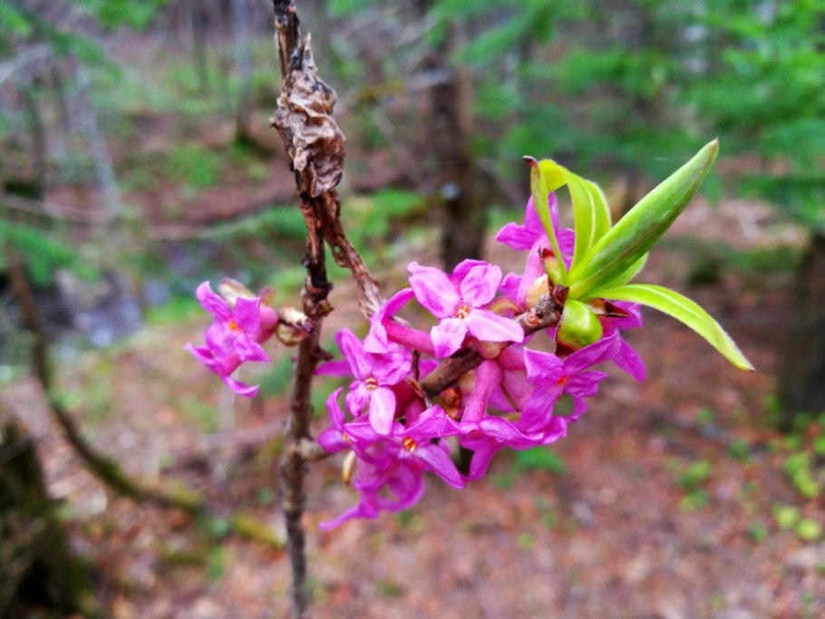 Волчеягодник обыкновенный