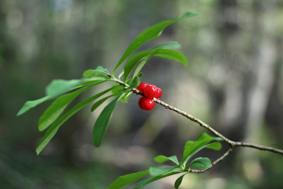 Волчье лыко