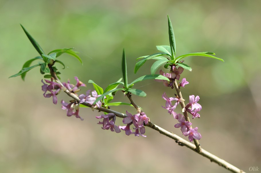 Ягода Волчье лыко