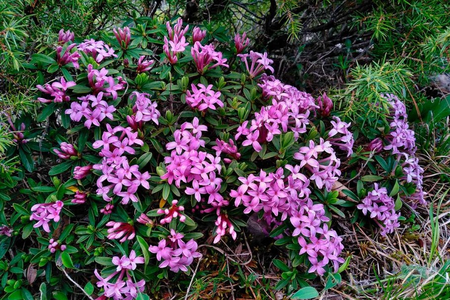 Волчеягодник обыкновенный (Daphne mezereum)