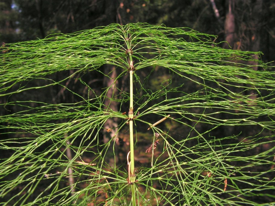 Хвощ полевой (Equisetum arvense)