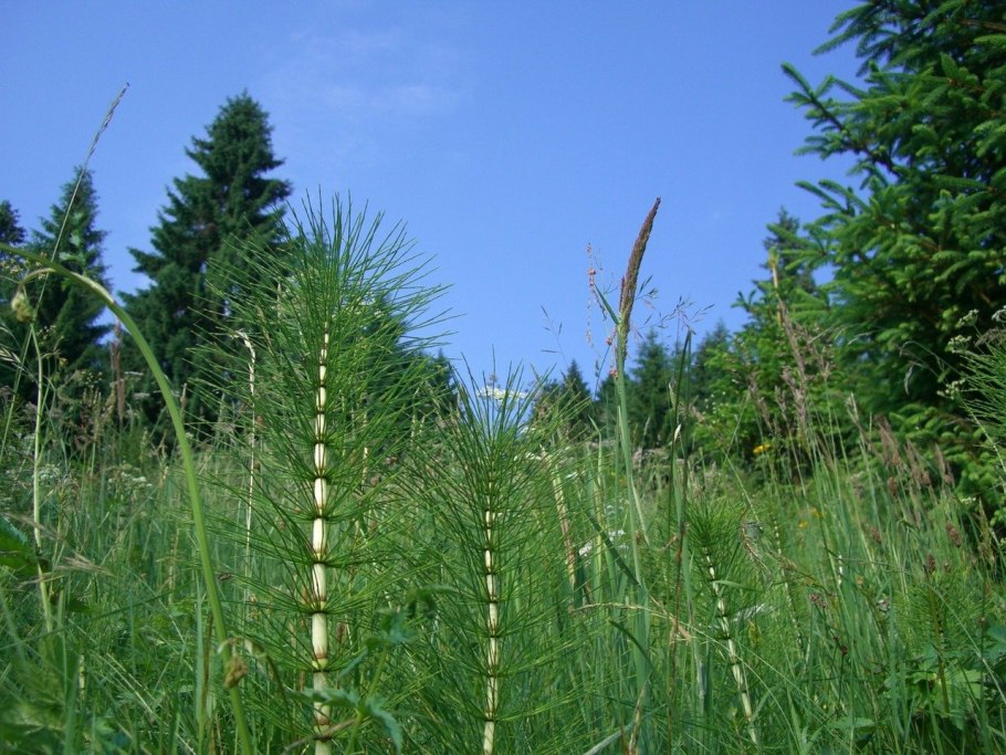 Хвощ полевой Equisetum arvense l.