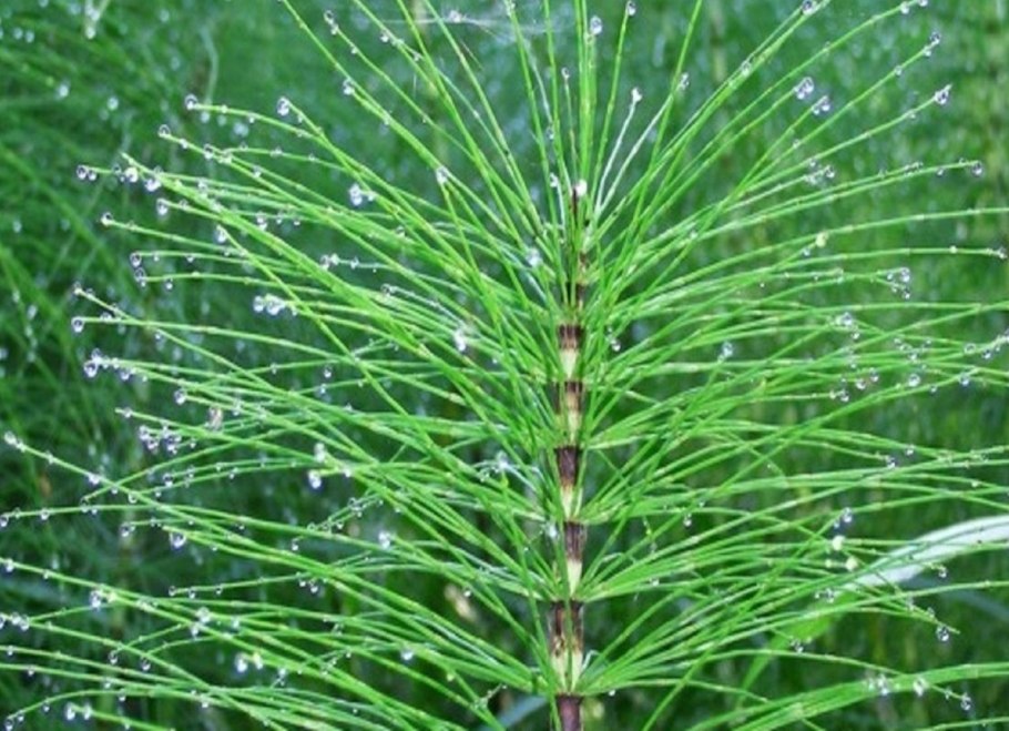 Equisetum telmateia
