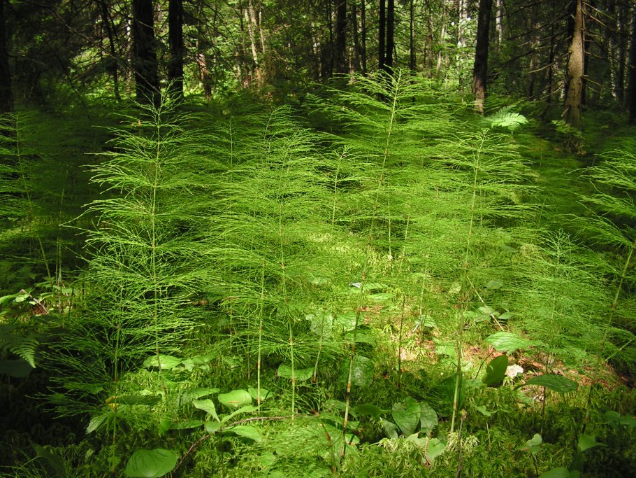 Хвощ зимующий(Equisetum hyemale)-4
