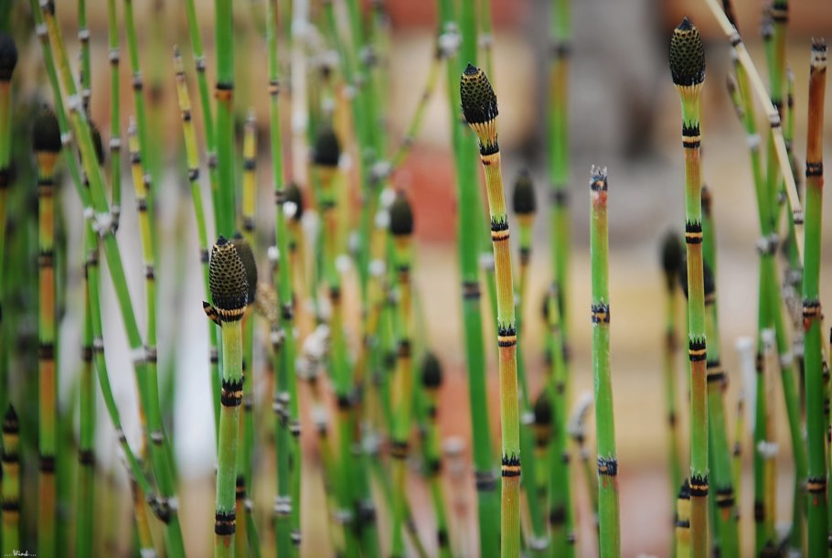 Хвощ полевой (Equisetum arvense)