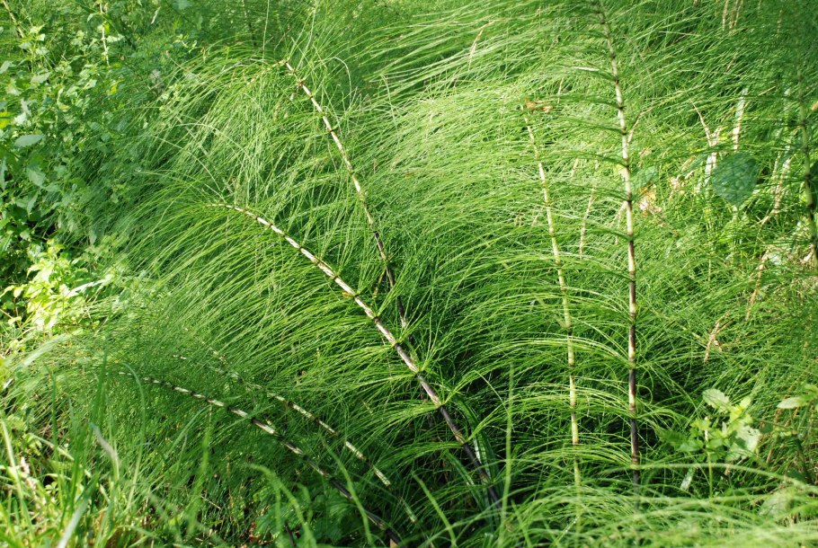 Хвощ полевой (Equisetum arvense)