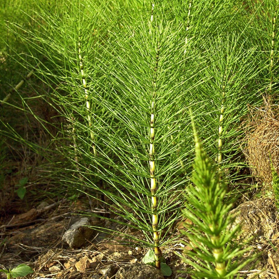 Хвощ полевой (Equisetum arvense)