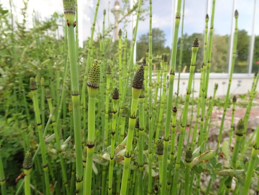 Хвощ (Equisetum)