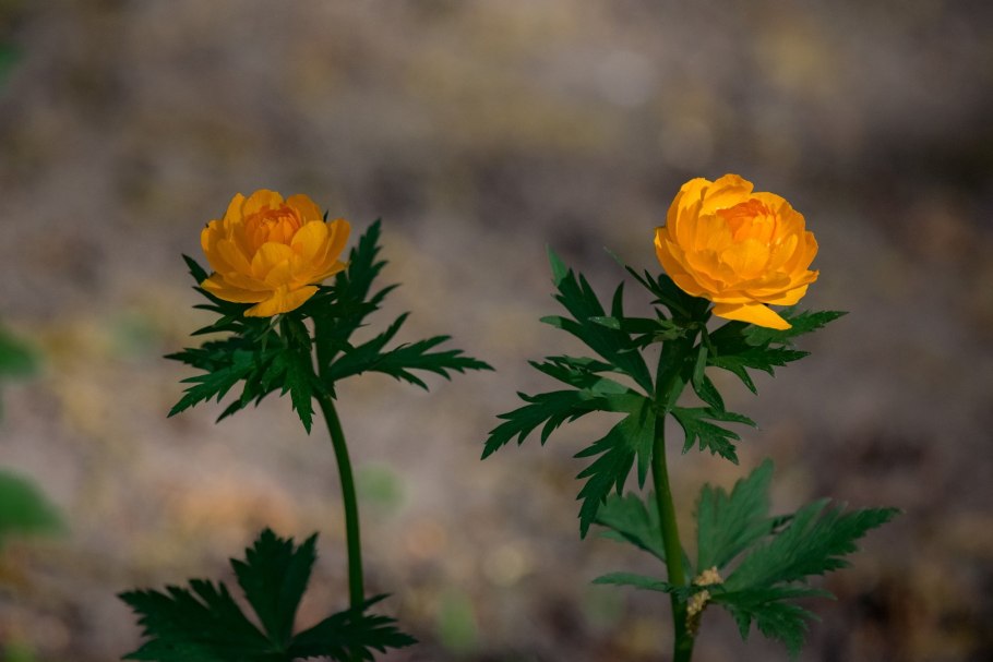 Купальница Альпийская