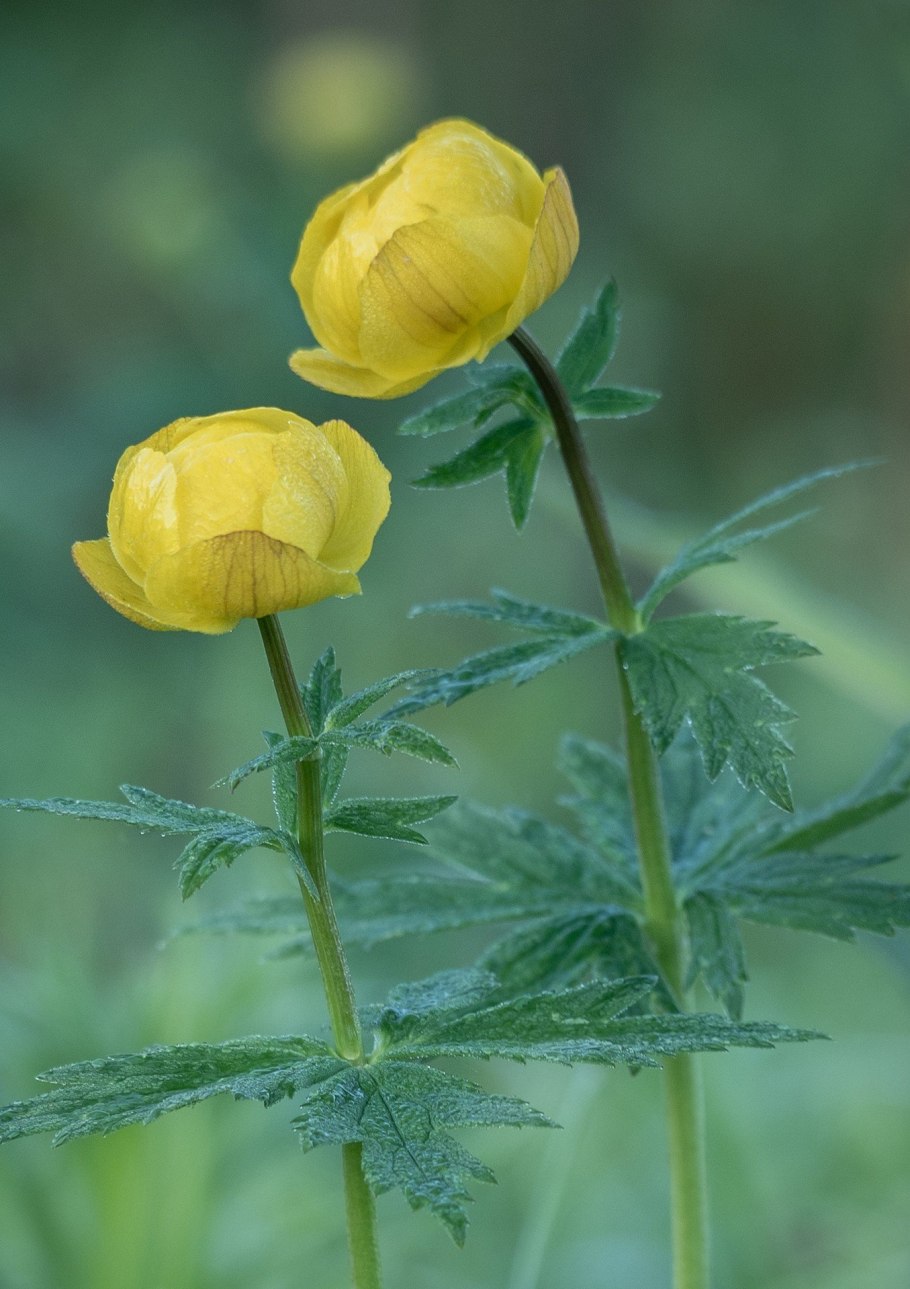 Купальница европейская (Trollius europaeus)