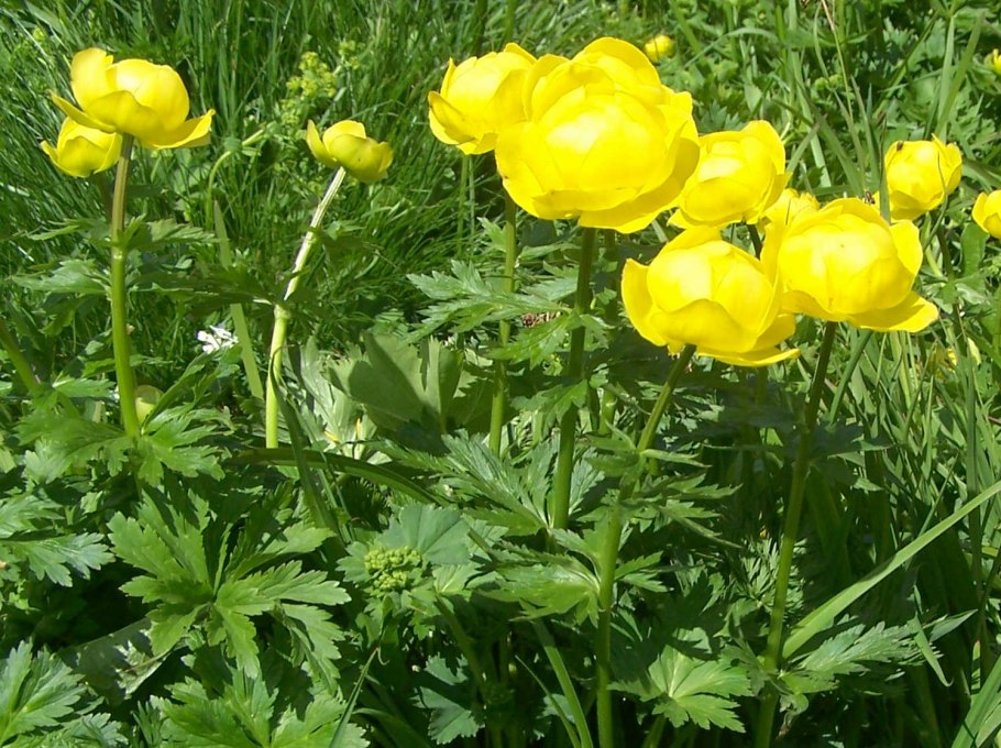 Растение купальница европейская