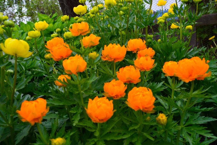 Купальница европейская (Trollius europaeus)