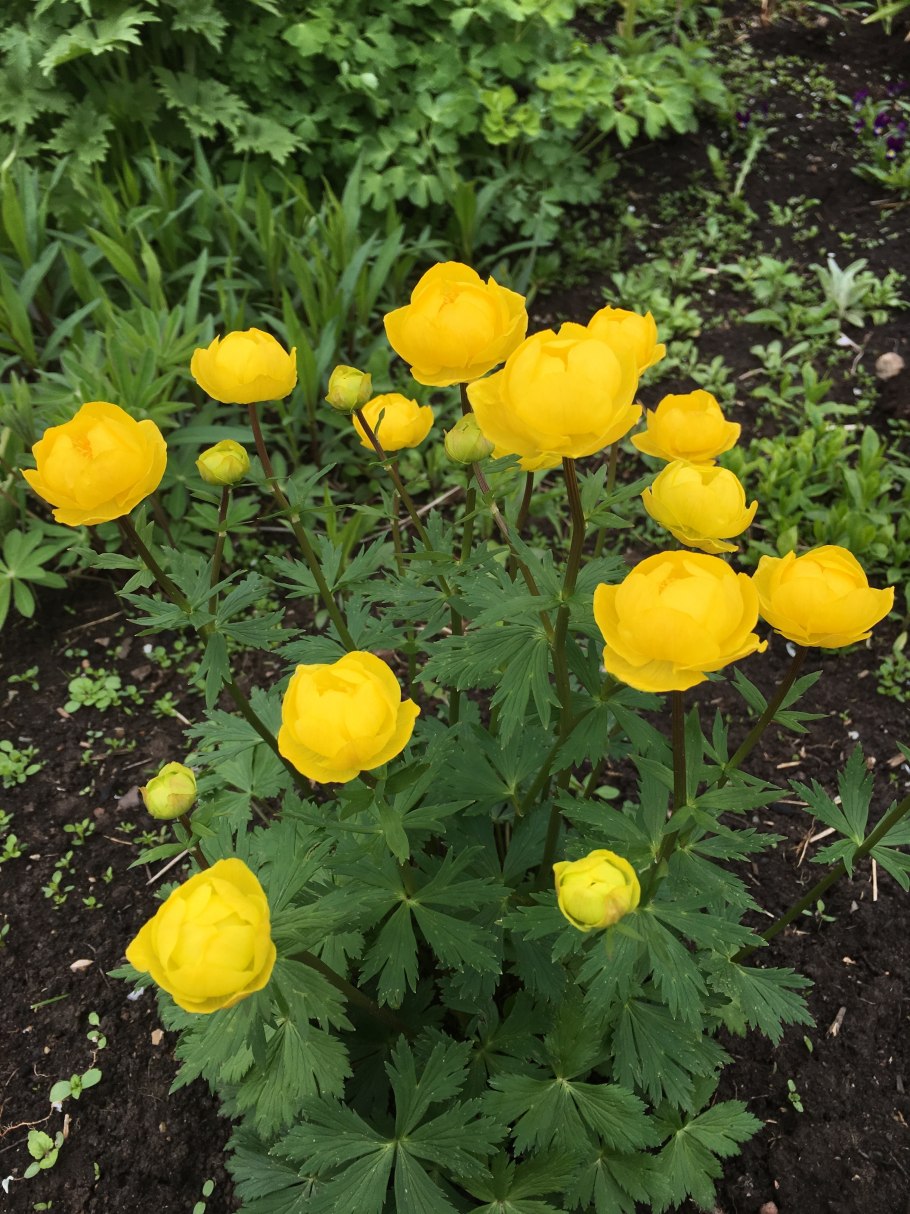 Купальница Алтайская