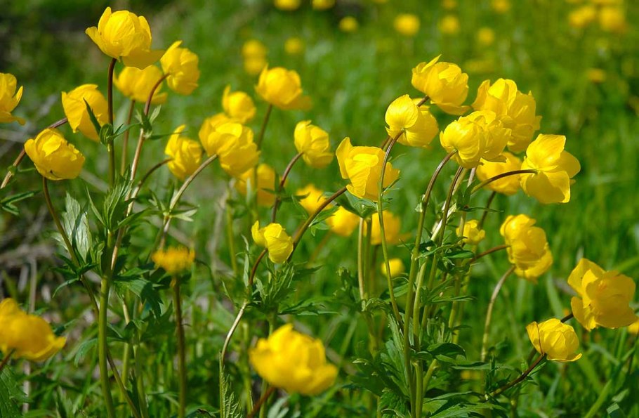 Италмас купальница европейская