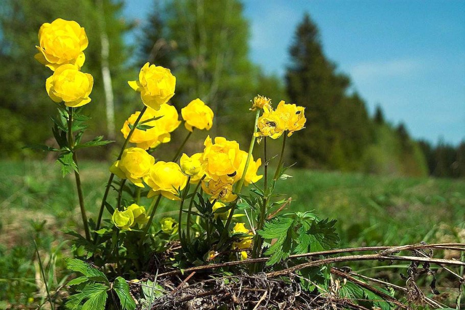 Купальница европейская (Trollius europaeus)