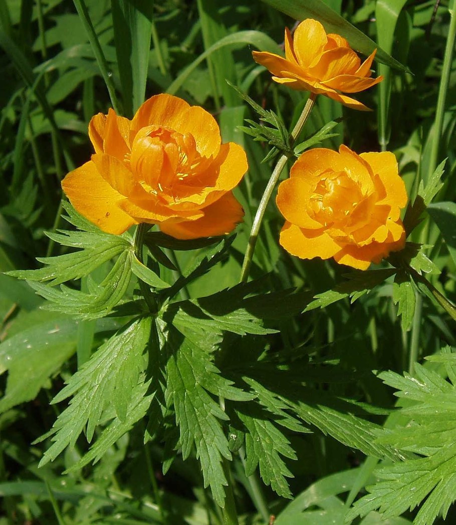 Купальница европейская (Trollius europaeus)