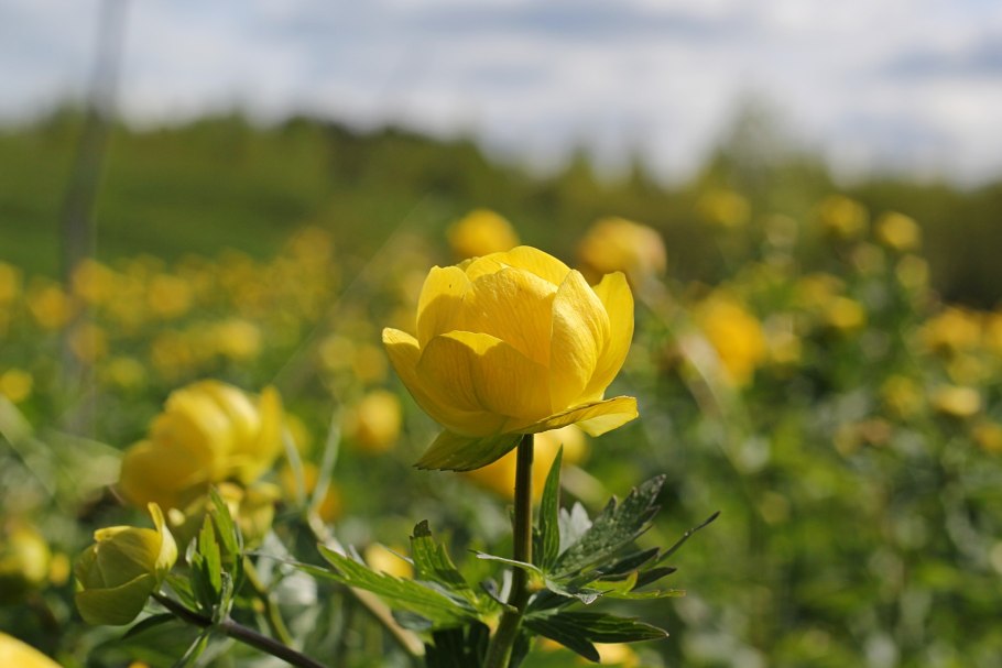 Купальница (Trollius)