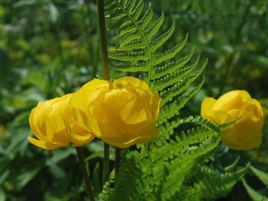 Купальница Trollius Cheddar