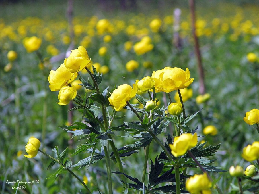 Купальница Superbus