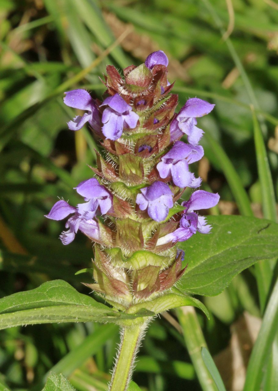 Растение Черноголовка обыкновенная