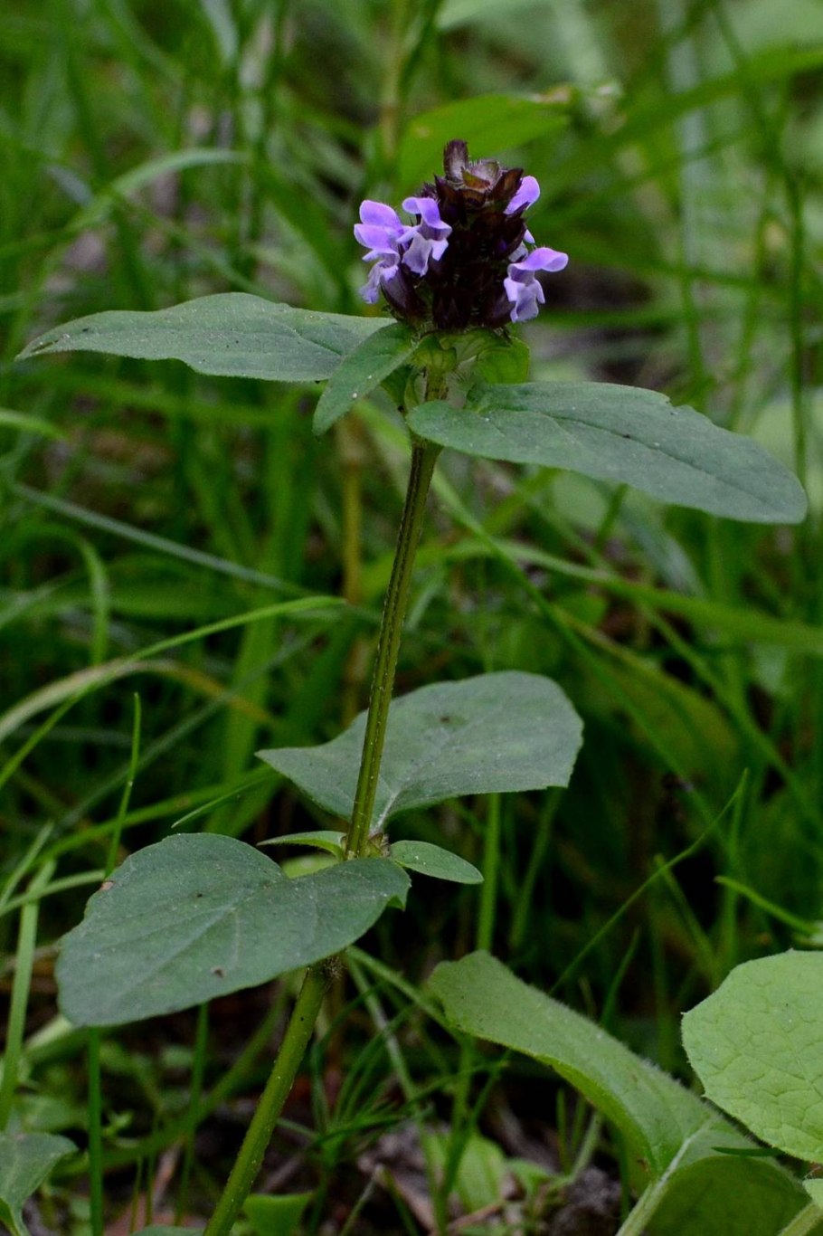 Прунелла обыкновенная