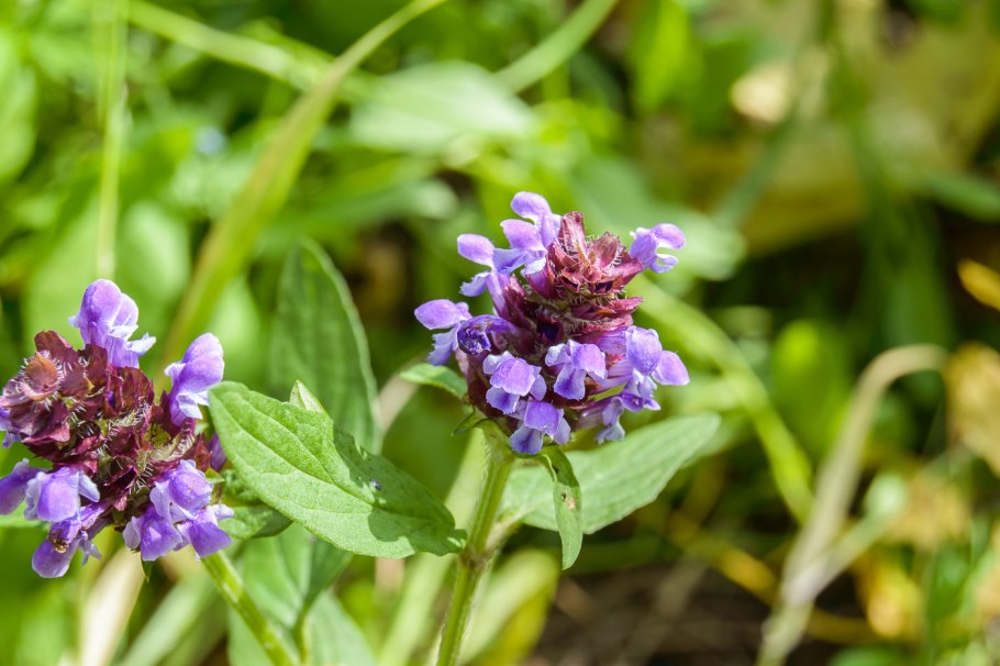 Prunella vulgaris Черноголовка обыкновенная
